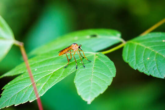 Imagem de Diogmites neoternatus (Bromley 1931)