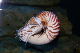 Image of chambered nautilus