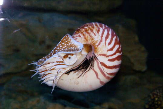 Nautilus pompilius Linnaeus 1758 resmi