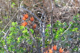 Imagem de Tylecodon grandiflorus (Burm. fil.) H. Tölken