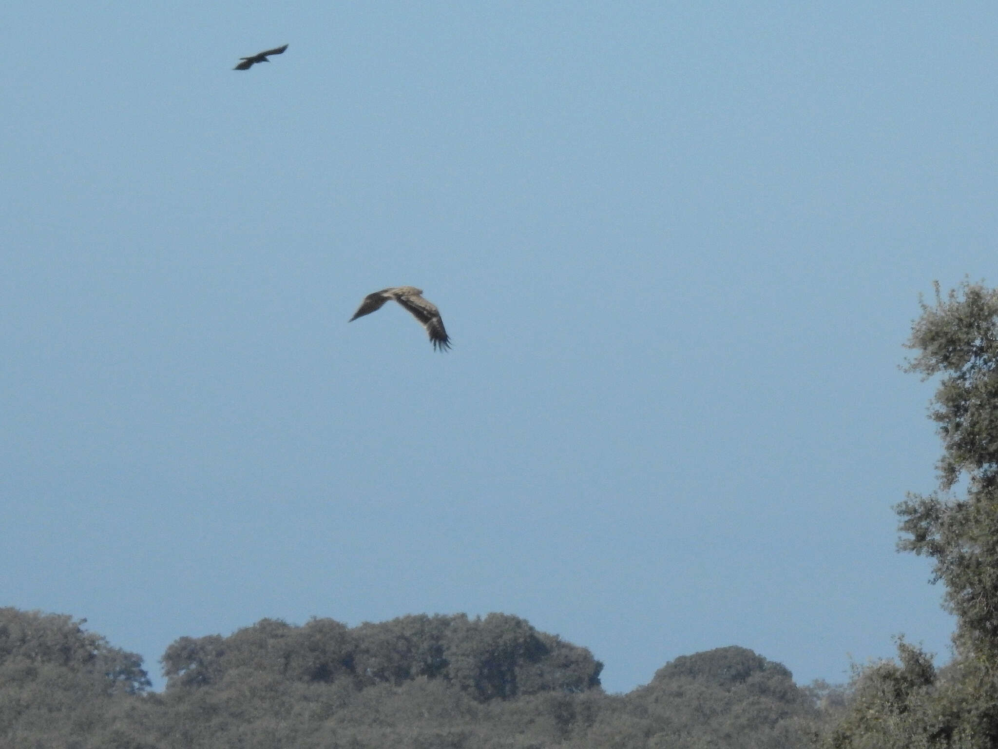 Image of Spanish Imperial Eagle