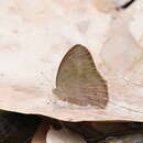 Image of Common bush brown