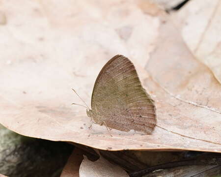 Image of Common bush brown