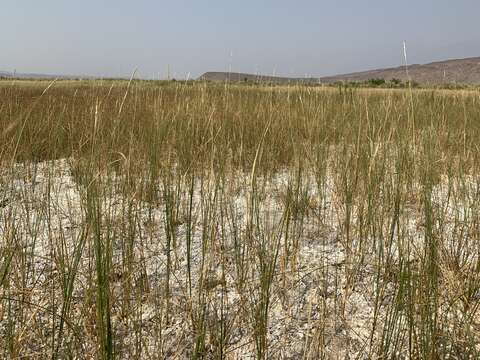 Image of Alkali Cord Grass