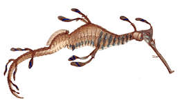 Image of Phyllopteryx