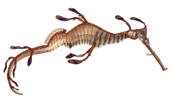 葉海馬魚屬的图像