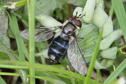 Image of Eupeodes lundbecki (Soot-Ryen 1946)