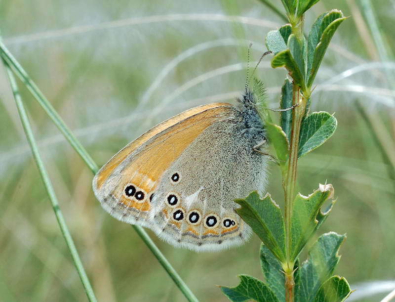 Image of Coenonympha amaryllis Cramer 1782