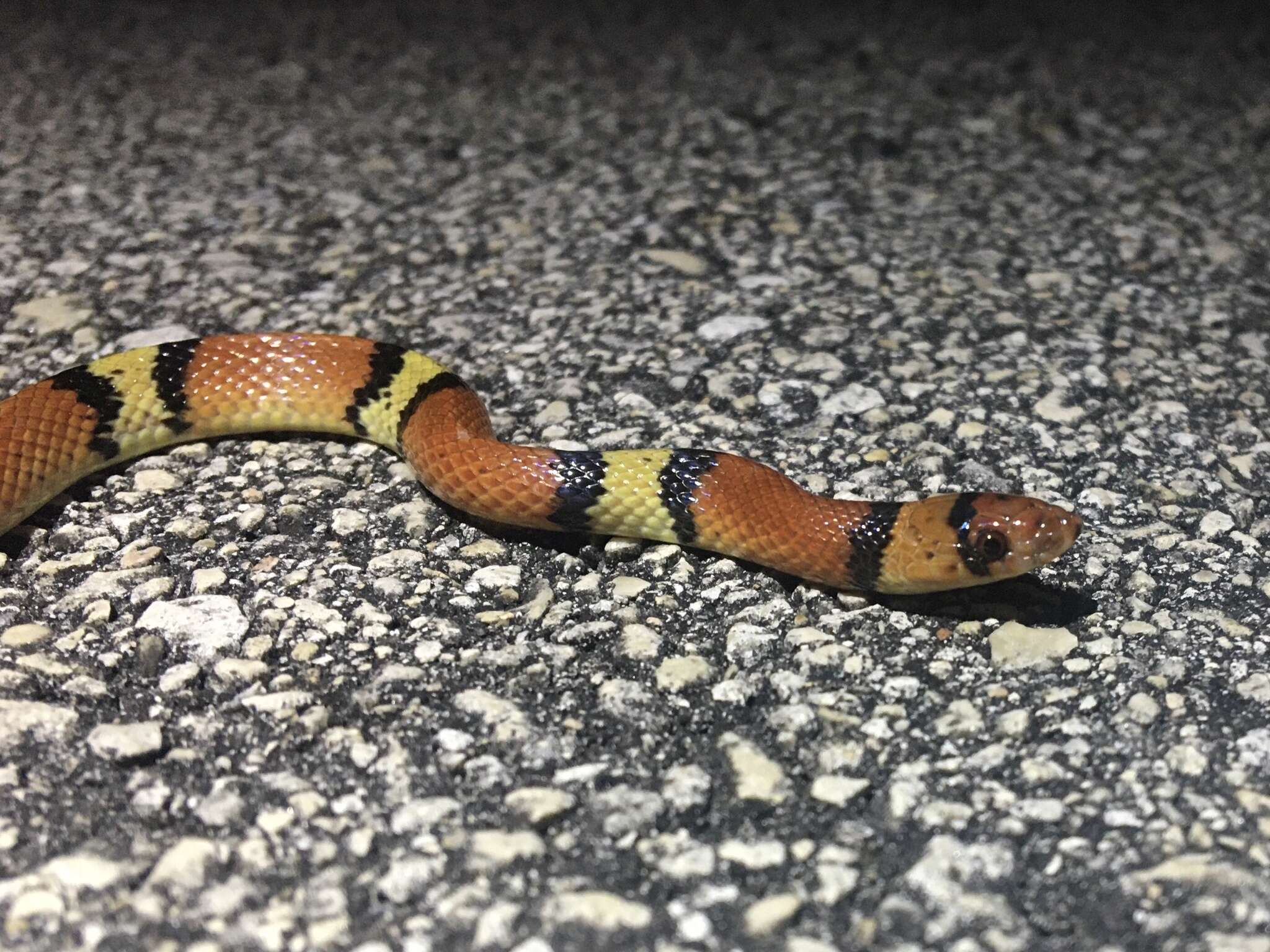 Image of Florida Scarlet Snake