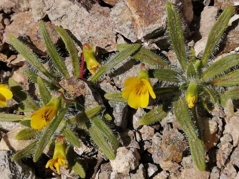 Image of Viola pusilla Poepp.