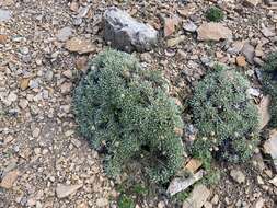 Image of rockjasmine buckwheat