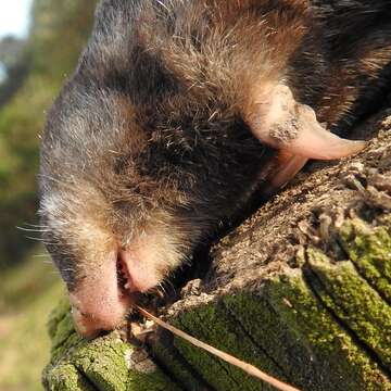 Image of Fynbos Golden Mole