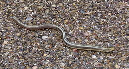 Image of Glass Lizards