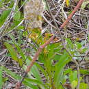 Imagem de Solidago mexicana L.