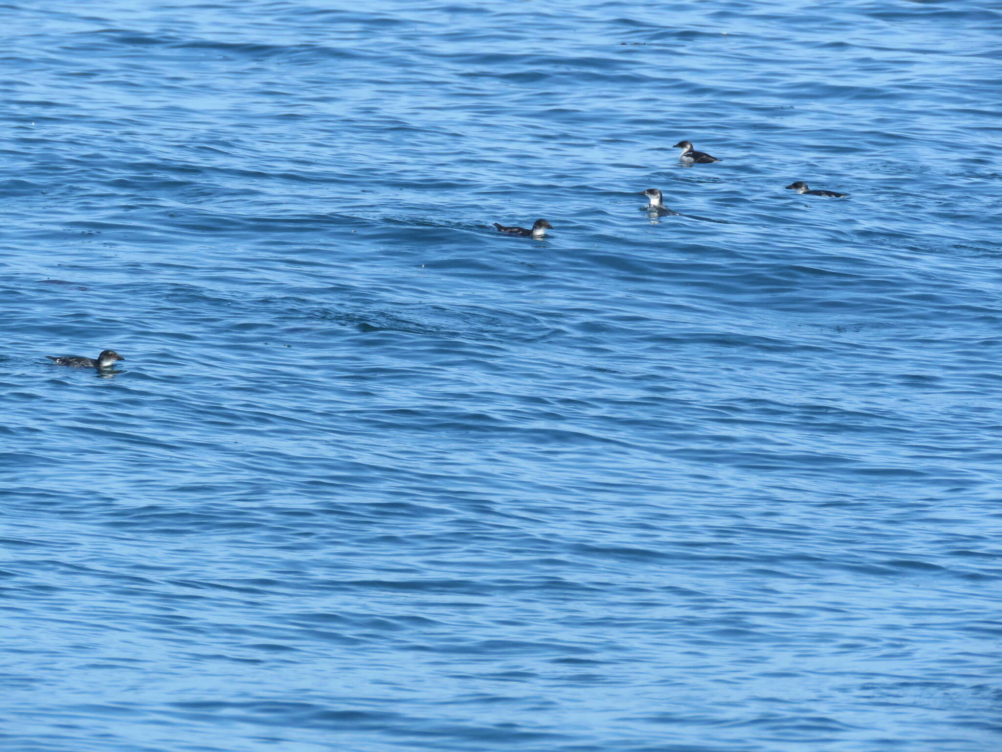 Image of Peruvian Diving Petrel