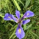 Iris savannarum Small的圖片