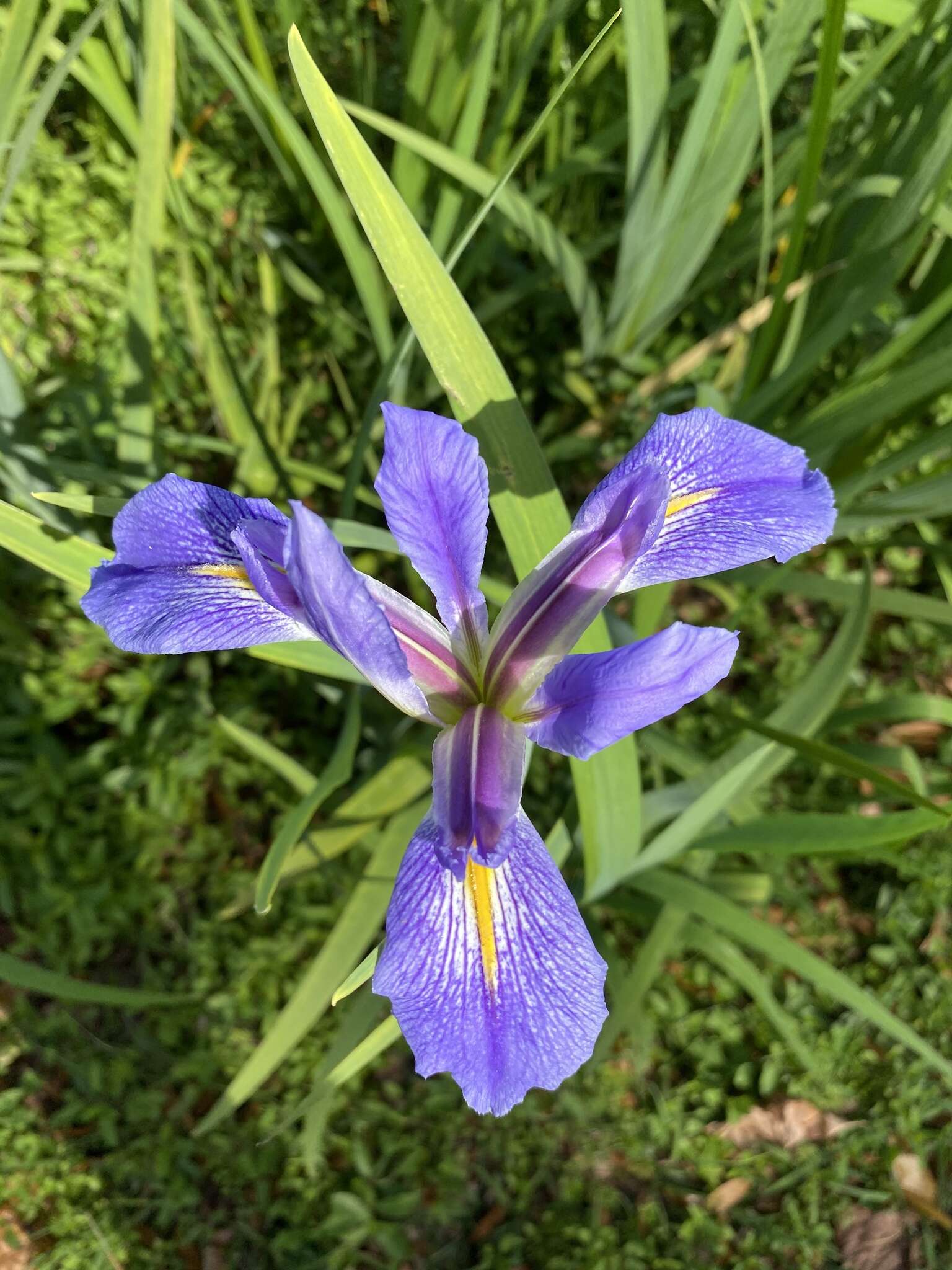 Image of Prairie Iris