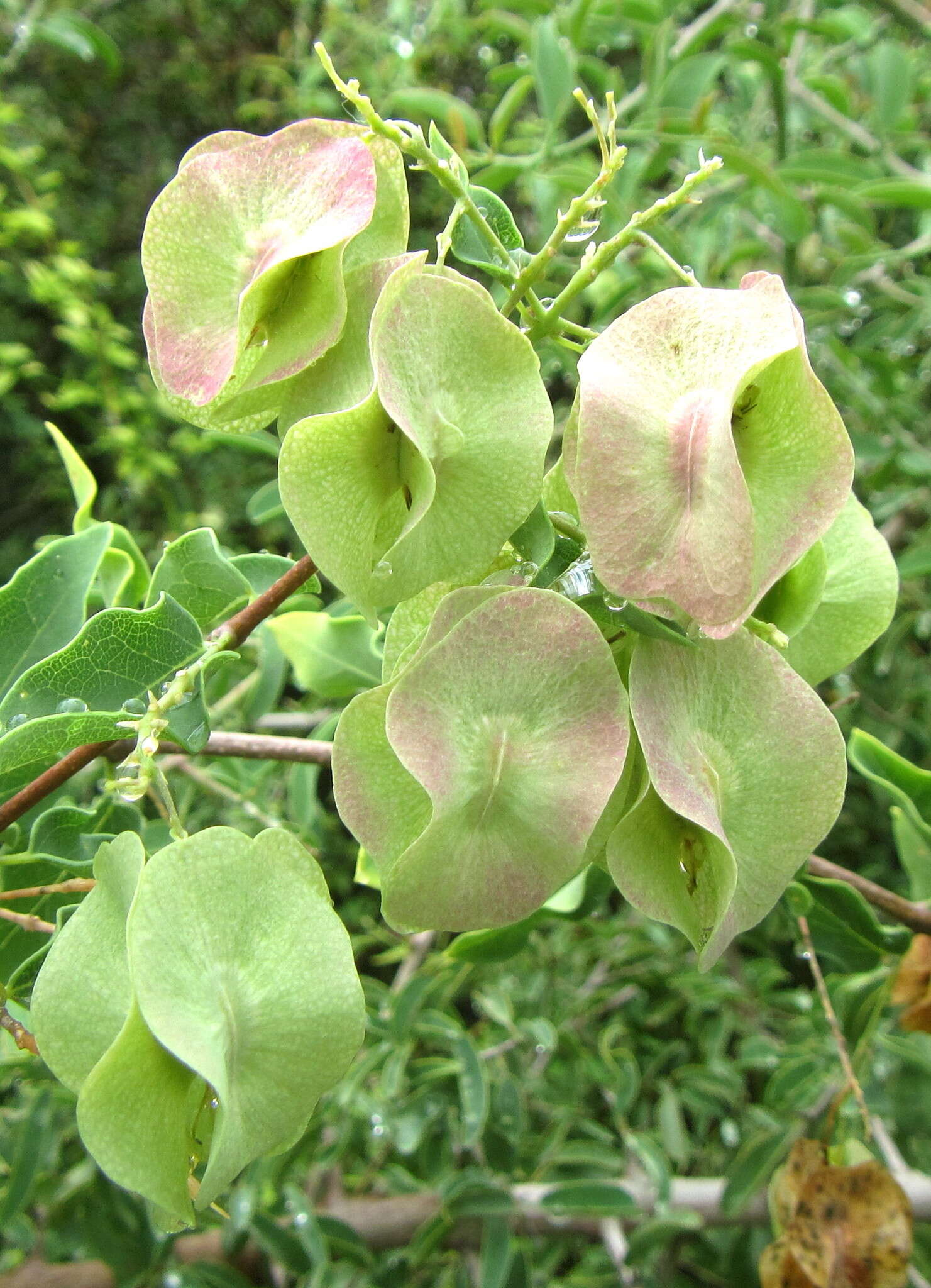 Image of Triaspis glaucophylla Engl.