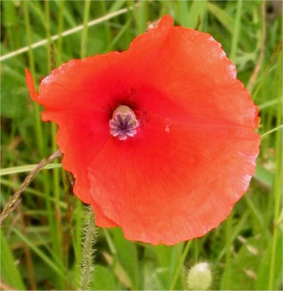 Image of Long-headed Poppy