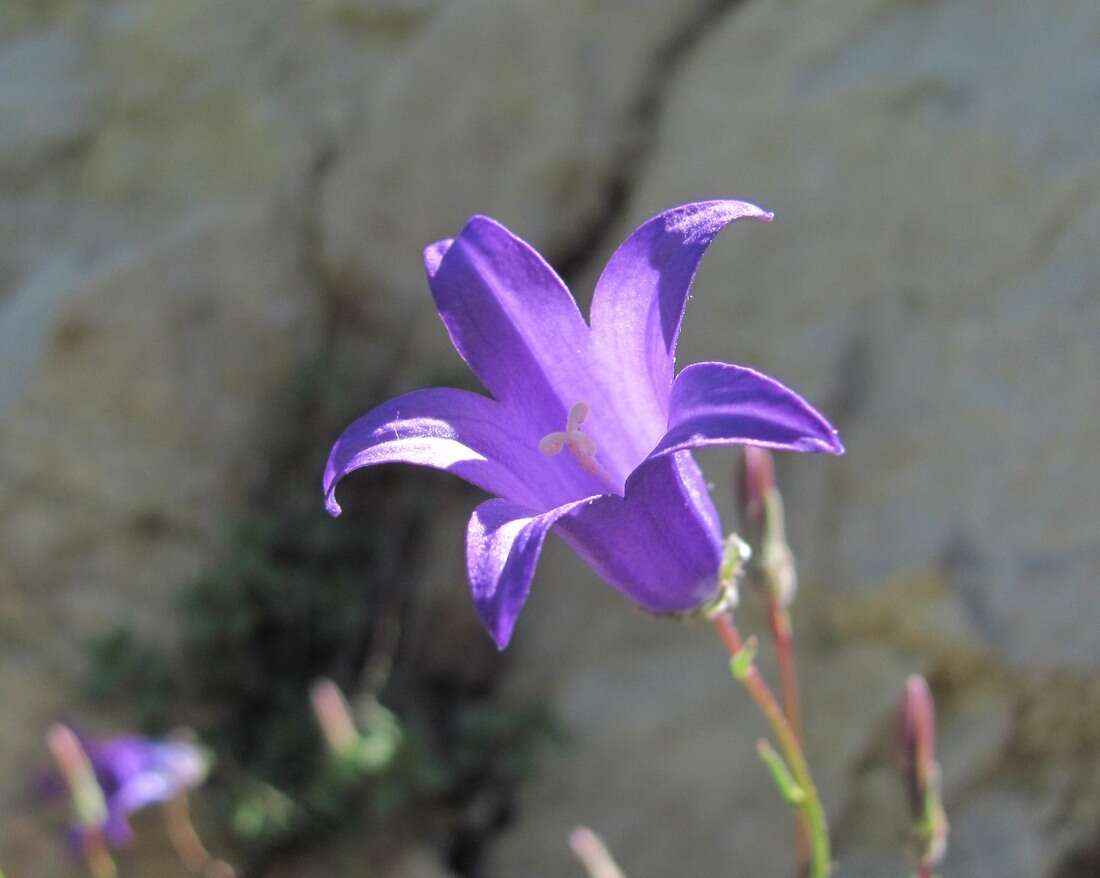 Image of Campanula daghestanica Fomin