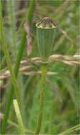 Image of Long-headed Poppy