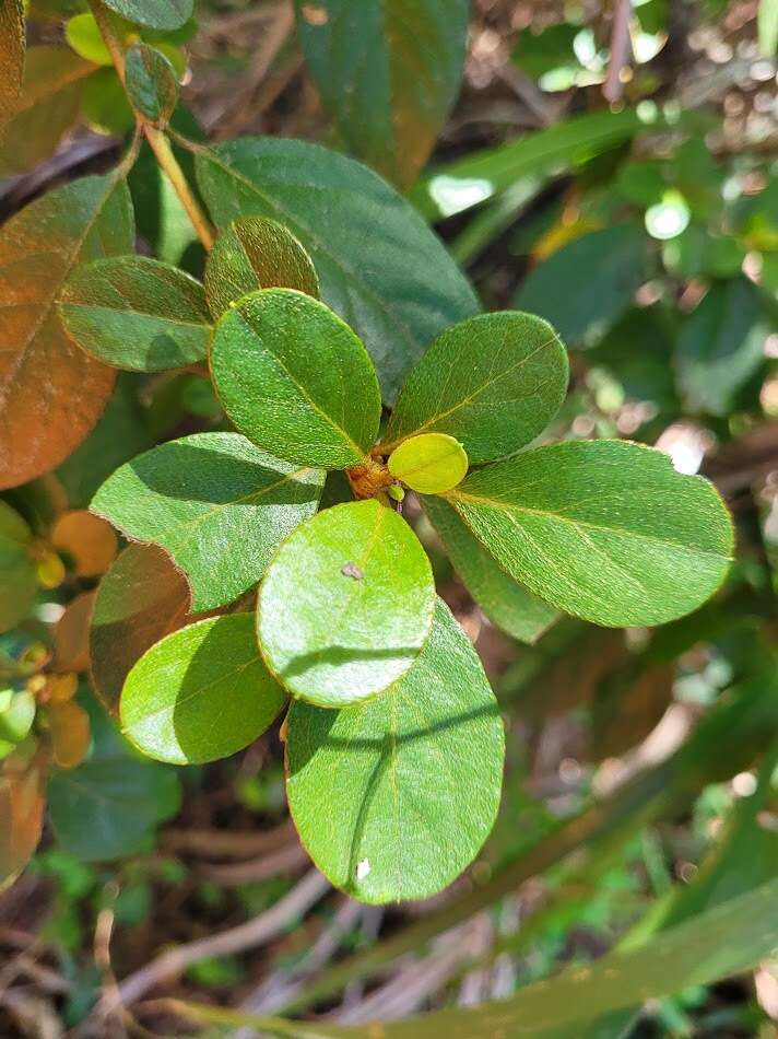 صورة Rhododendron breviperulatum Hayata