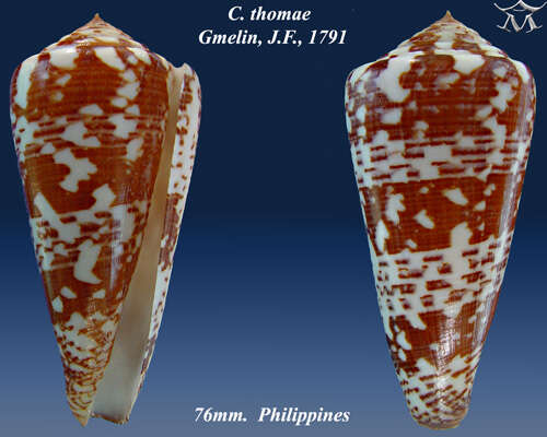 Image of Conus thomae Gmelin 1791
