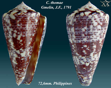 Image of Conus thomae Gmelin 1791