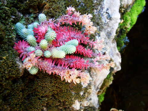 Image of Sedum alamosanum S. Wats.