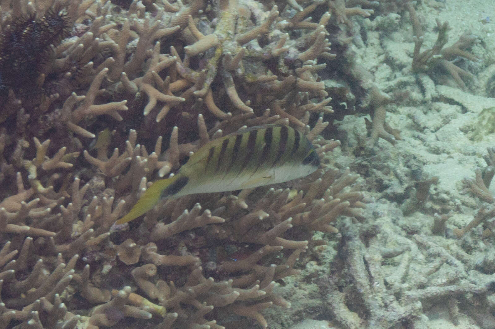 Image of Black-banded seaperch