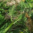 Image of Leafy Lousewort