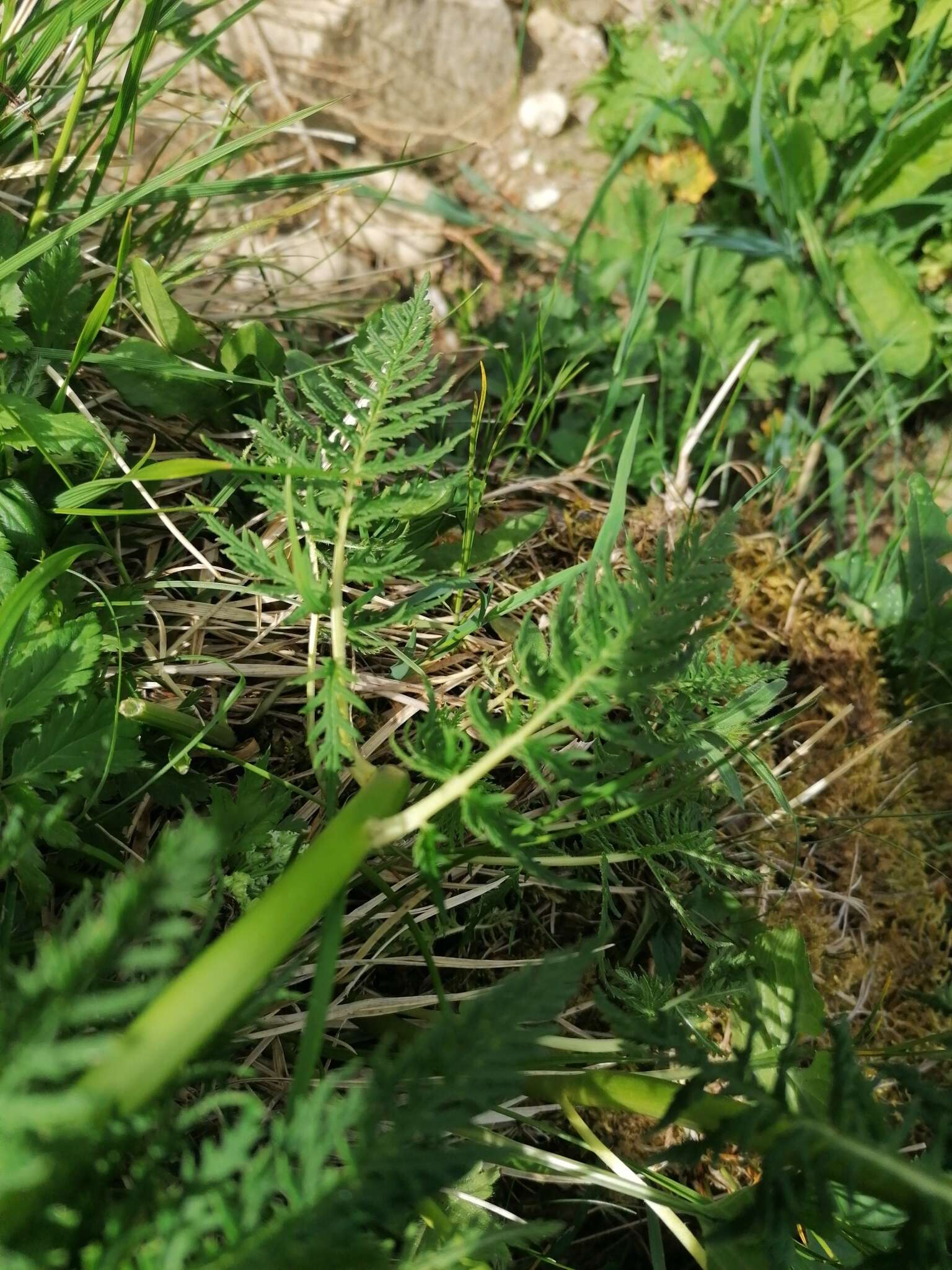 Imagem de Pedicularis foliosa L.