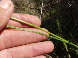 Image of Geissorhiza juncea (Link) A. Dietr.