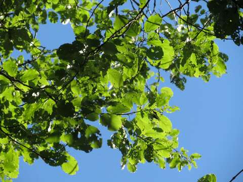 Image of Japanese poplar