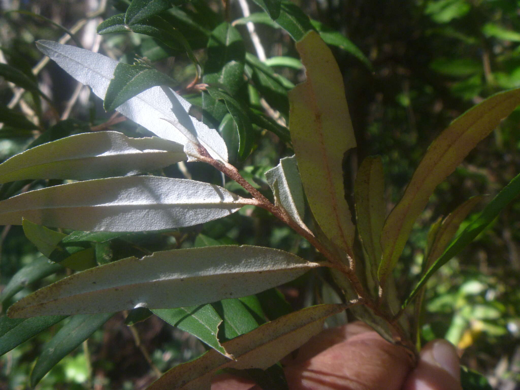 Image of Nematolepis squamea (Labill.) Paul G. Wilson