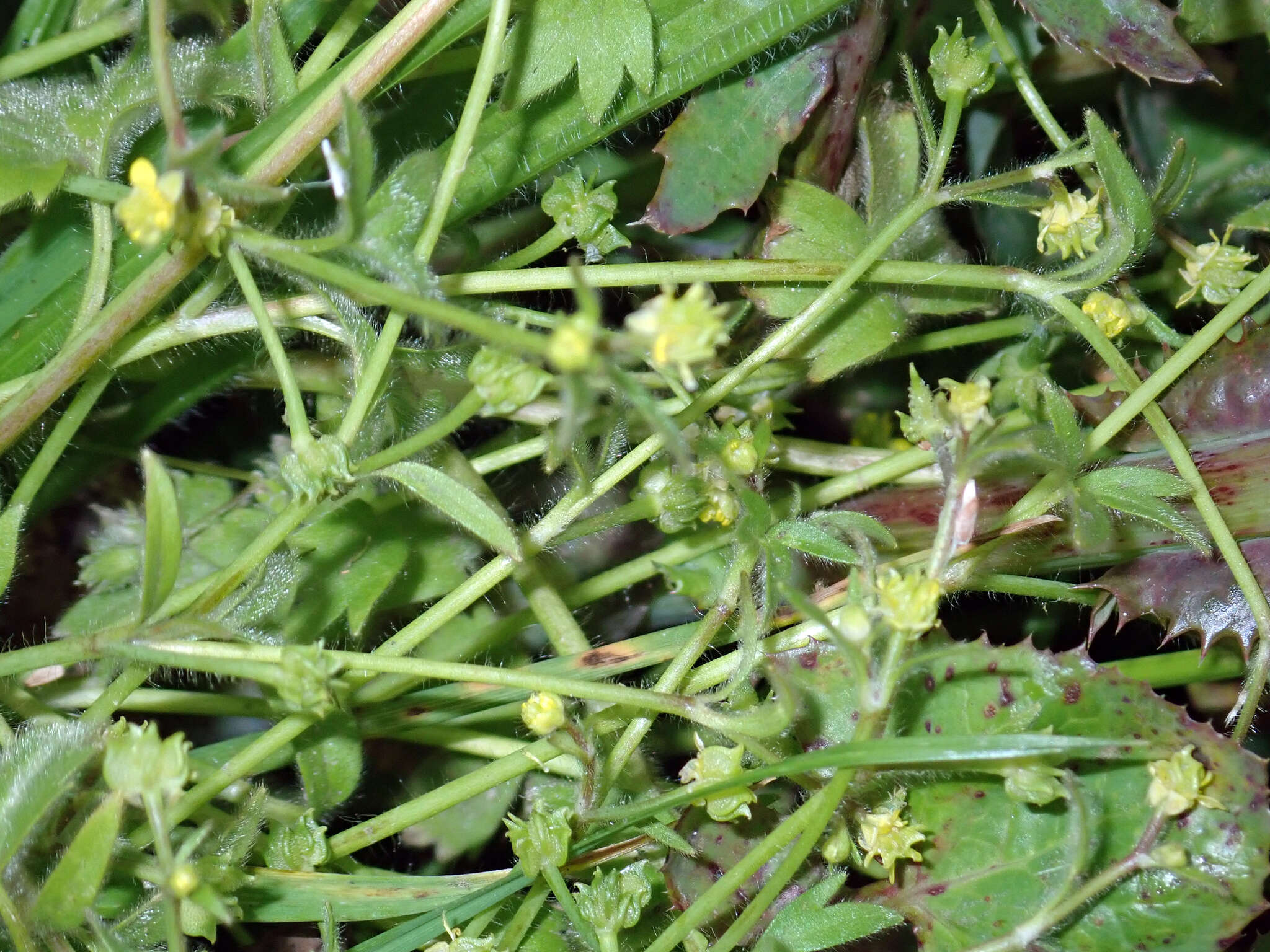 Image de Ranunculus parviflorus L.