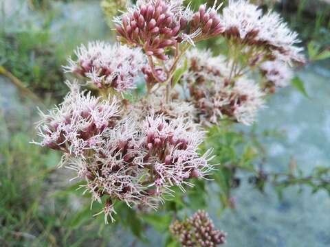 Image of hemp agrimony