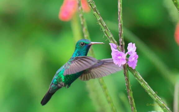 Image of Blue-chinned Sapphire