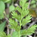 Gastoniella chaerophylla (Desv.) Li Bing Zhang & Liang Zhang的圖片