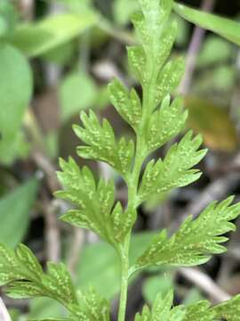 Gastoniella chaerophylla (Desv.) Li Bing Zhang & Liang Zhang的圖片