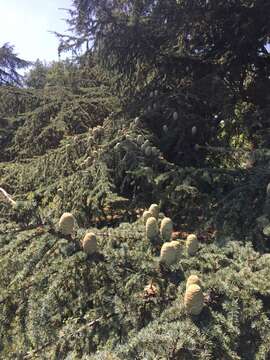 Image of Atlas Cedar