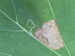 Image of Sycamore Leaf Blotch Miner