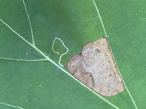 Image of Sycamore Leaf Blotch Miner