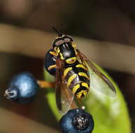 Image de Chrysotoxum intermedium Meigen 1822