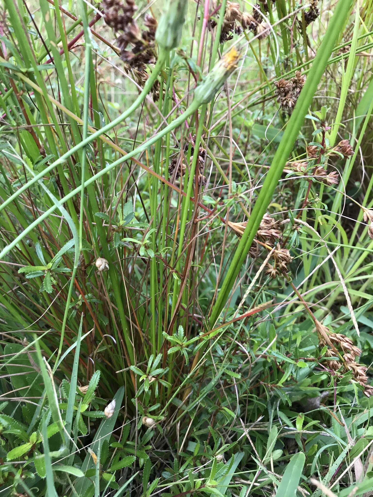 صورة Juncus capensis Thunb.