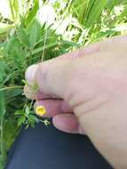 Imagem de Potentilla flagellaris Willd. ex Schltdl.