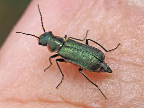 Image of Clanoptilus abdominalis