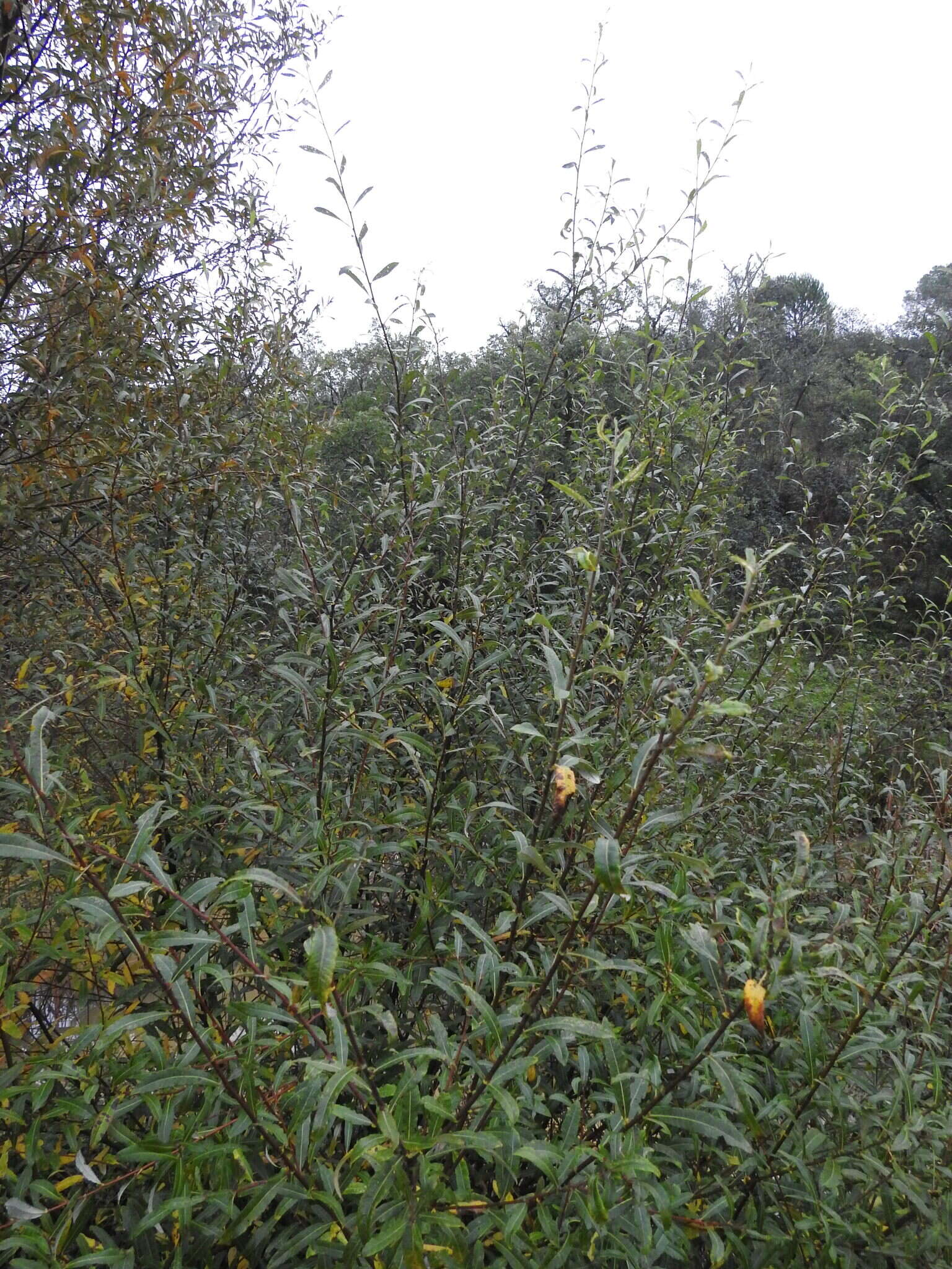 Image of Salix salviifolia Brot.