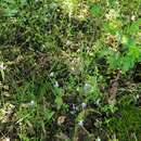 Image of violet blue eyed Mary