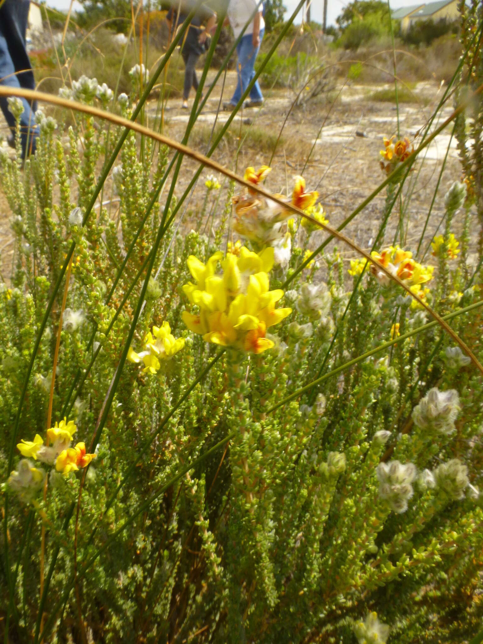 Image of Aspalathus quinquefolia subsp. quinquefolia